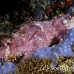 scorpionfish_papuan_ccr_mb_h_0198_png6245.jpg